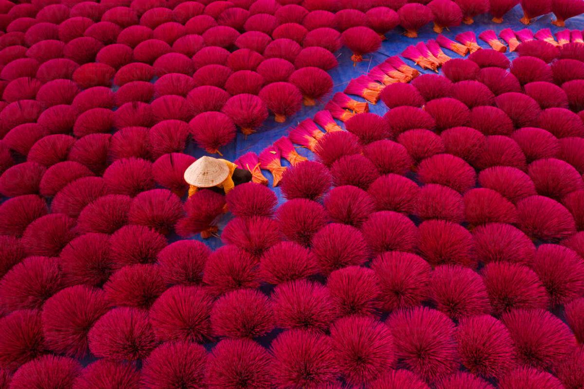 Vila do incenso do Vietnã se transforma em um mar de rosa todos os anos antes do feriado do Ano Novo Lunar