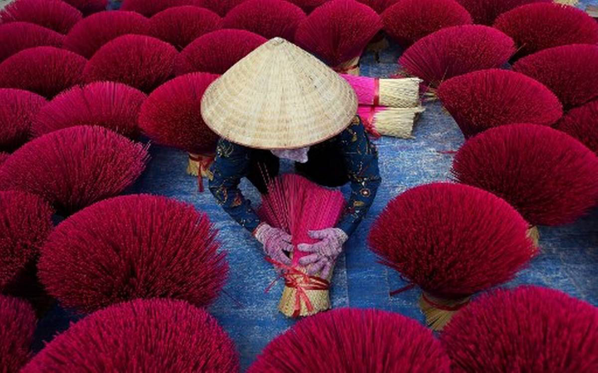 Vila do incenso do Vietnã se transforma em um mar de rosa todos os anos antes do feriado do Ano Novo Lunar