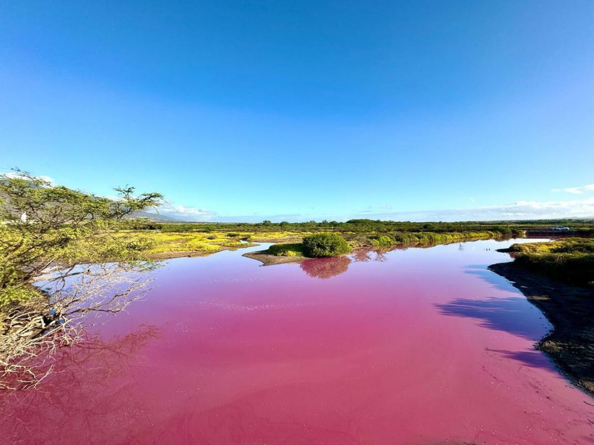 A mudana climtica poderia fazer com que mais lagos ficassem rosados?