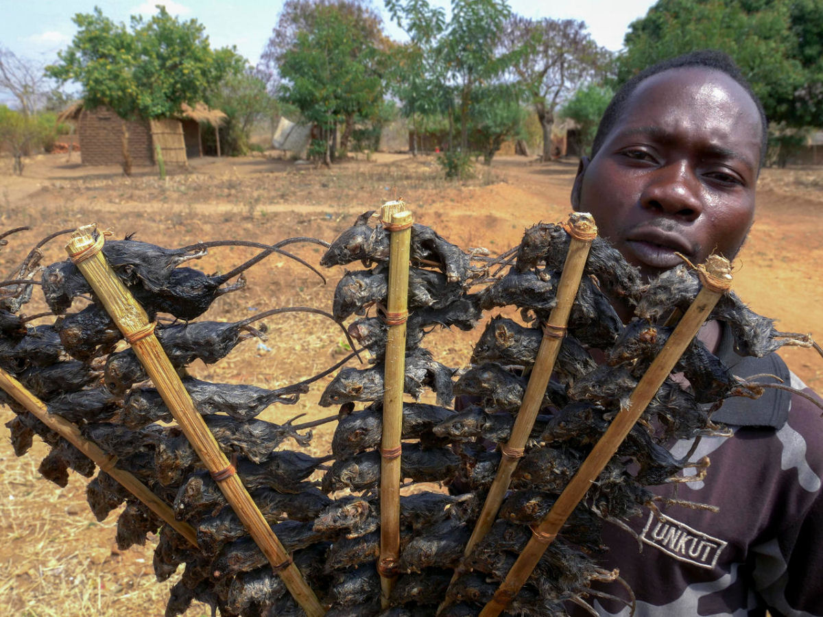População de Malaui come espetinho de rato para afugentar à fome no meio da pandemia