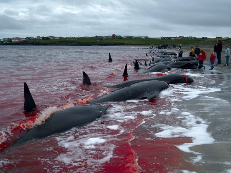 O mar de sangue nas Ilhas Faroe... de novo 02