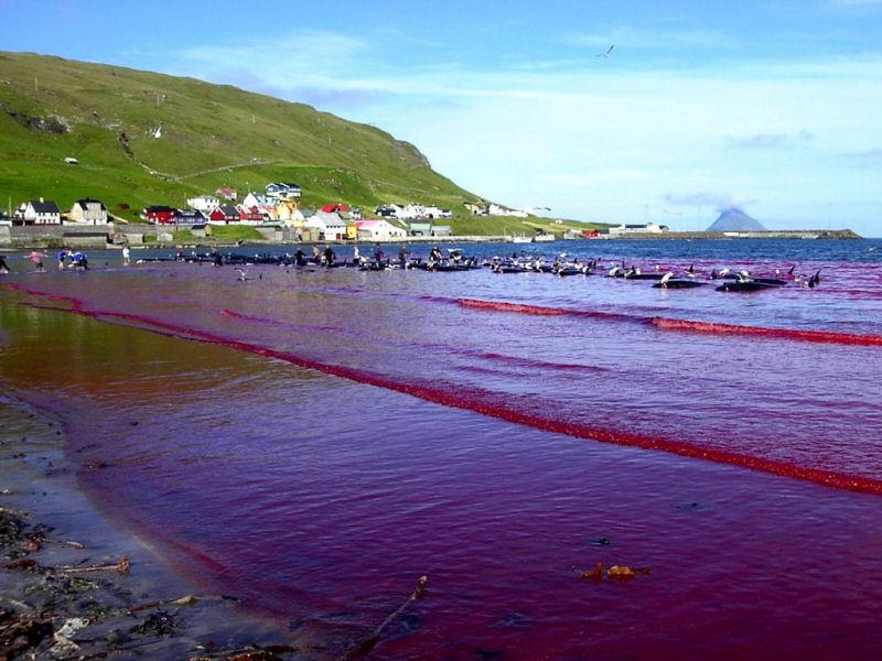 O mar de sangue nas Ilhas Faroe... de novo 06