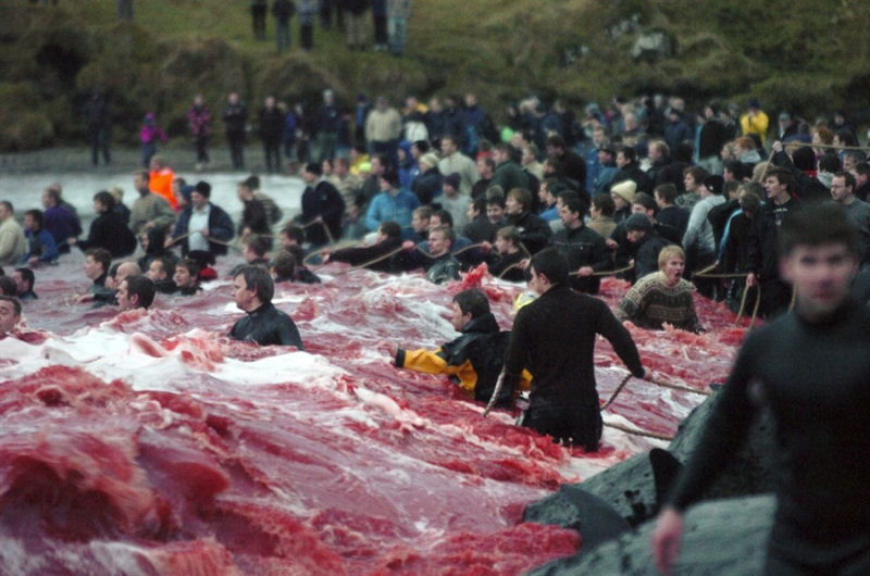 O mar de sangue nas Ilhas Faroe... de novo 08