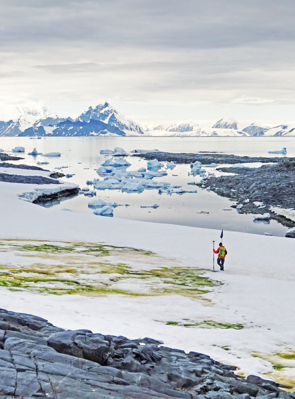 A crise climtica est tingindo a costa da Antrtida de verde, dizem cientistas
