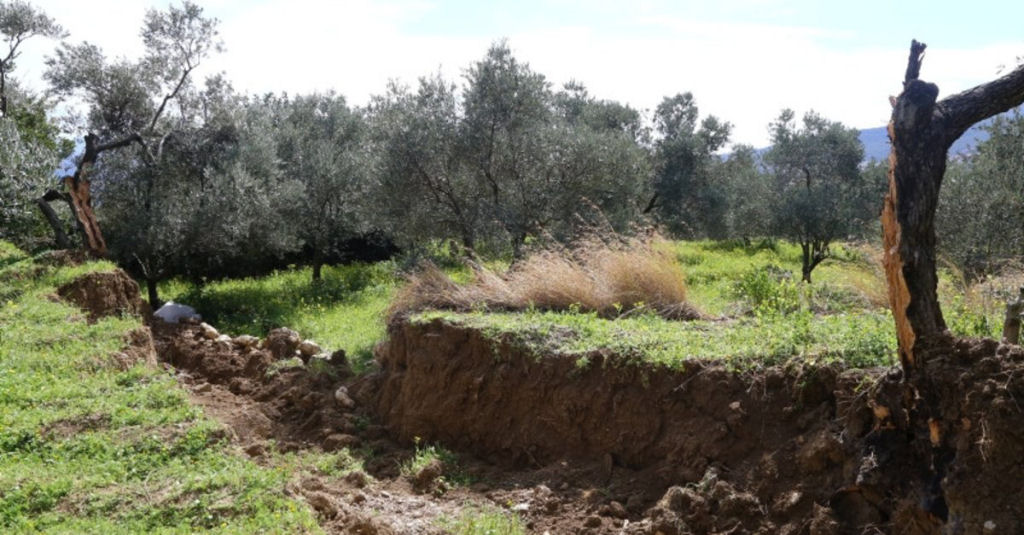 Terremoto na Turquia dividiu uma oliveira em duas metades com 15 metros de distncia