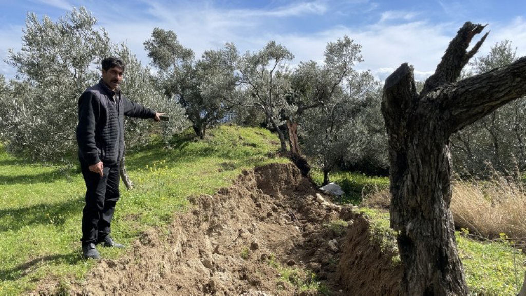 Terremoto na Turquia dividiu uma oliveira em duas metades com 15 metros de distncia