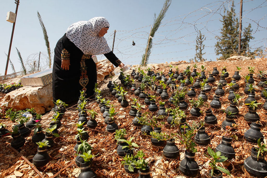 Mulher palestina cultiva flores em granadas de gás lacrimogéneo do exército israelense 01
