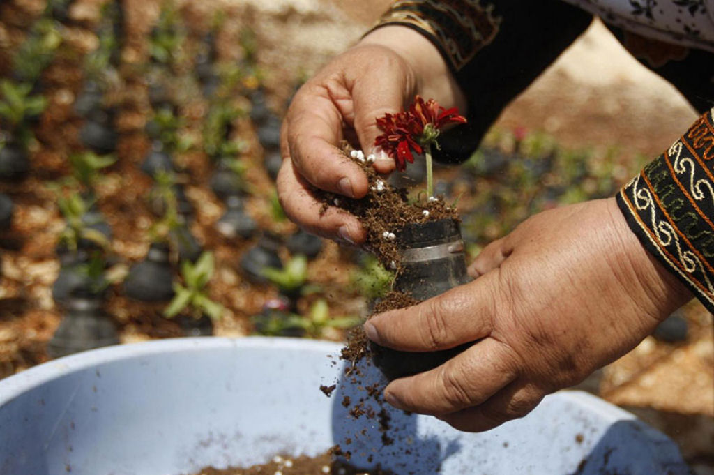 Mulher palestina cultiva flores em granadas de gás lacrimogéneo do exército israelense 02