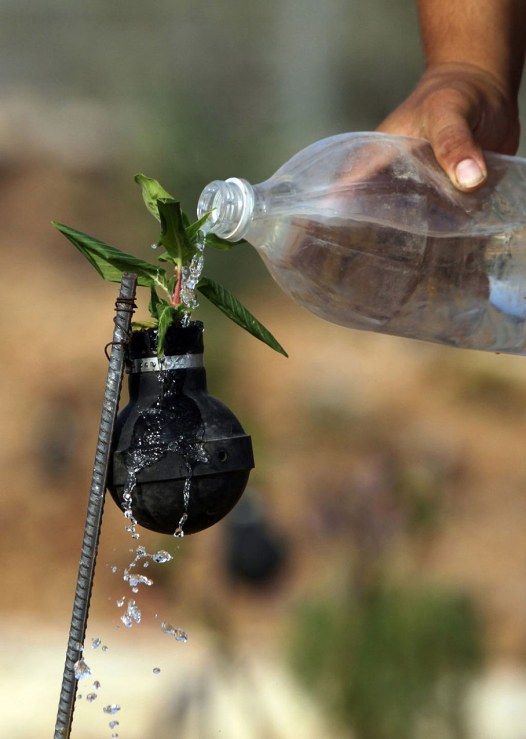 Mulher palestina cultiva flores em granadas de gás lacrimogéneo do exército israelense 07