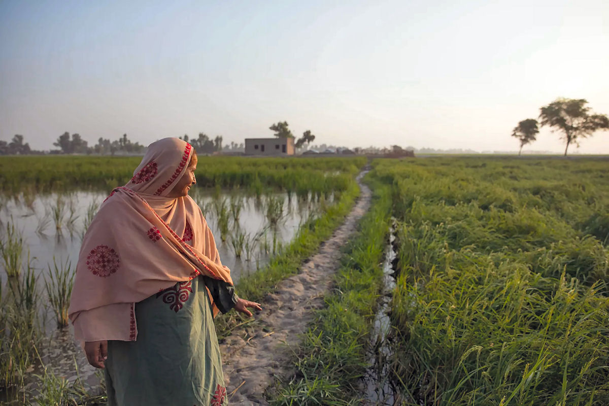 Como 20 milhões de pequenas propriedades agrícolas do Paquistão sobrevivem a enchentes e calor