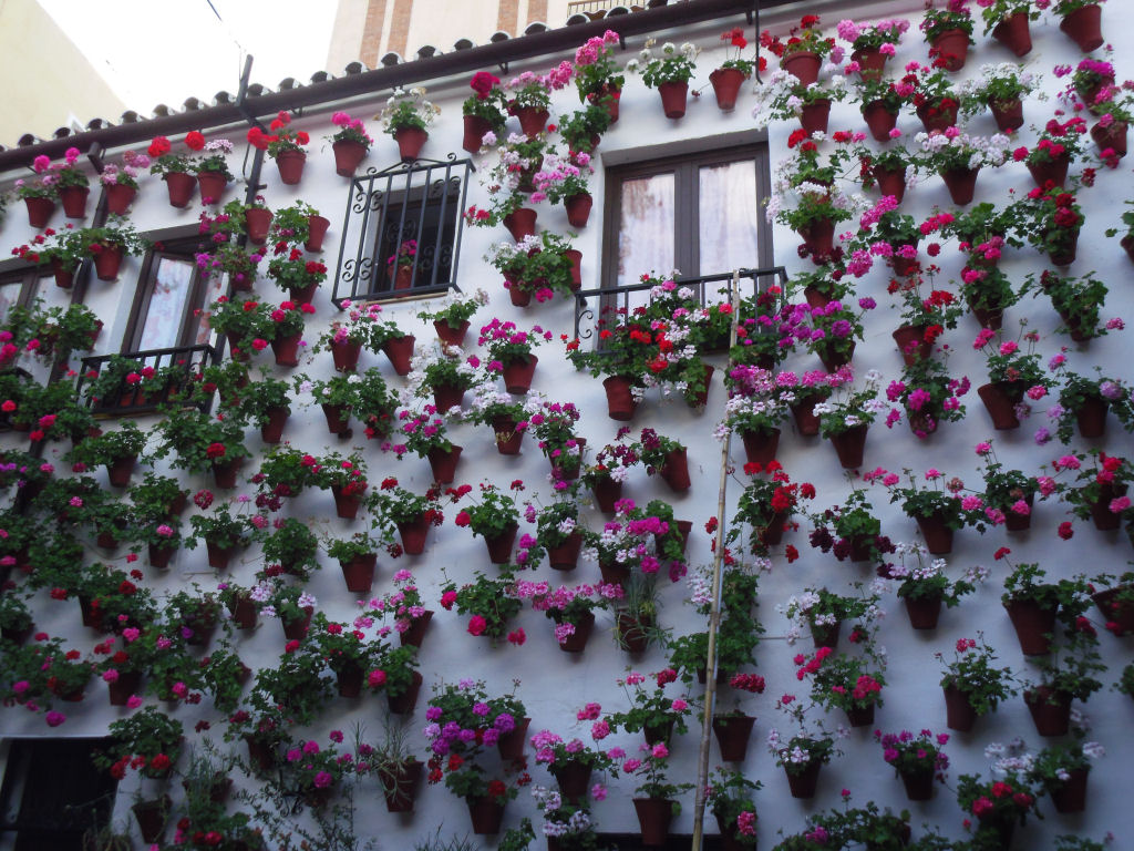 O florido festival dos Pátios de Córdoba 17