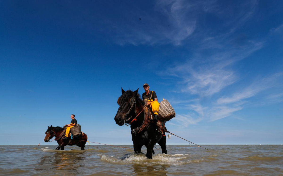 A antiga atividade da pesca de camaro a cavalo de pescadores belgas