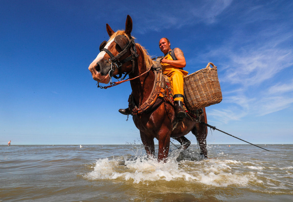 A antiga atividade da pesca de camaro a cavalo de pescadores belgas