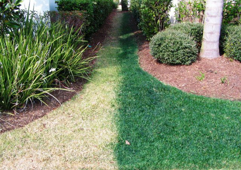 Californianos esto pintando seus gramados de verde para economizar gua durante a seca