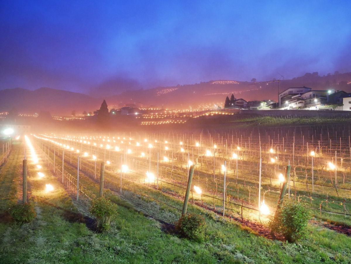 Vinicultores italianos colocam centenas de tochas em suas vinhas para evitar o congelamento 02