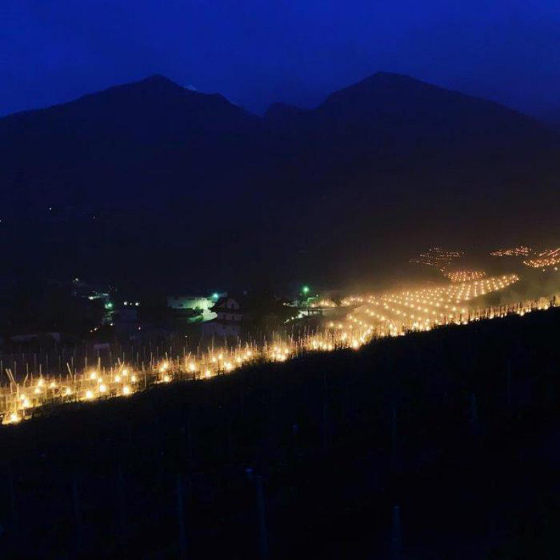 Vinicultores italianos colocam centenas de tochas em suas vinhas para evitar o congelamento 05