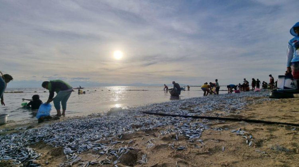 Misteriosas mortes em massa de peixes nas Filipinas geram temores de desastres naturais