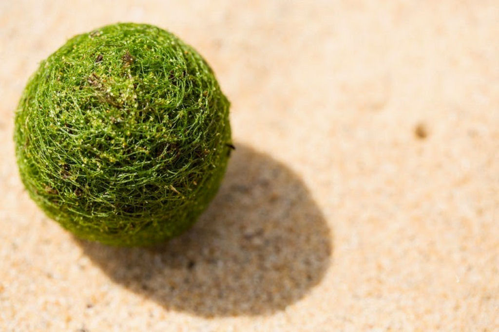 As estranhas bolas de musgo que são consideradas um tesouro natural japonês