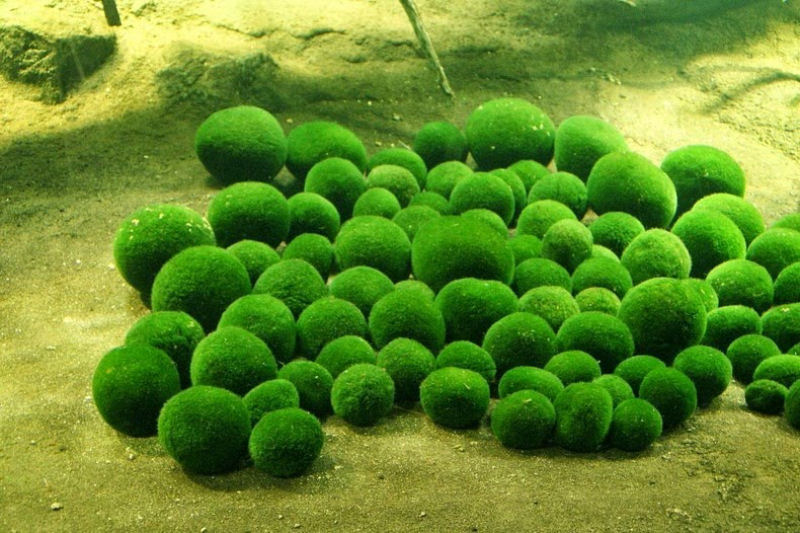As estranhas bolas de musgo que são consideradas um tesouro natural japonês