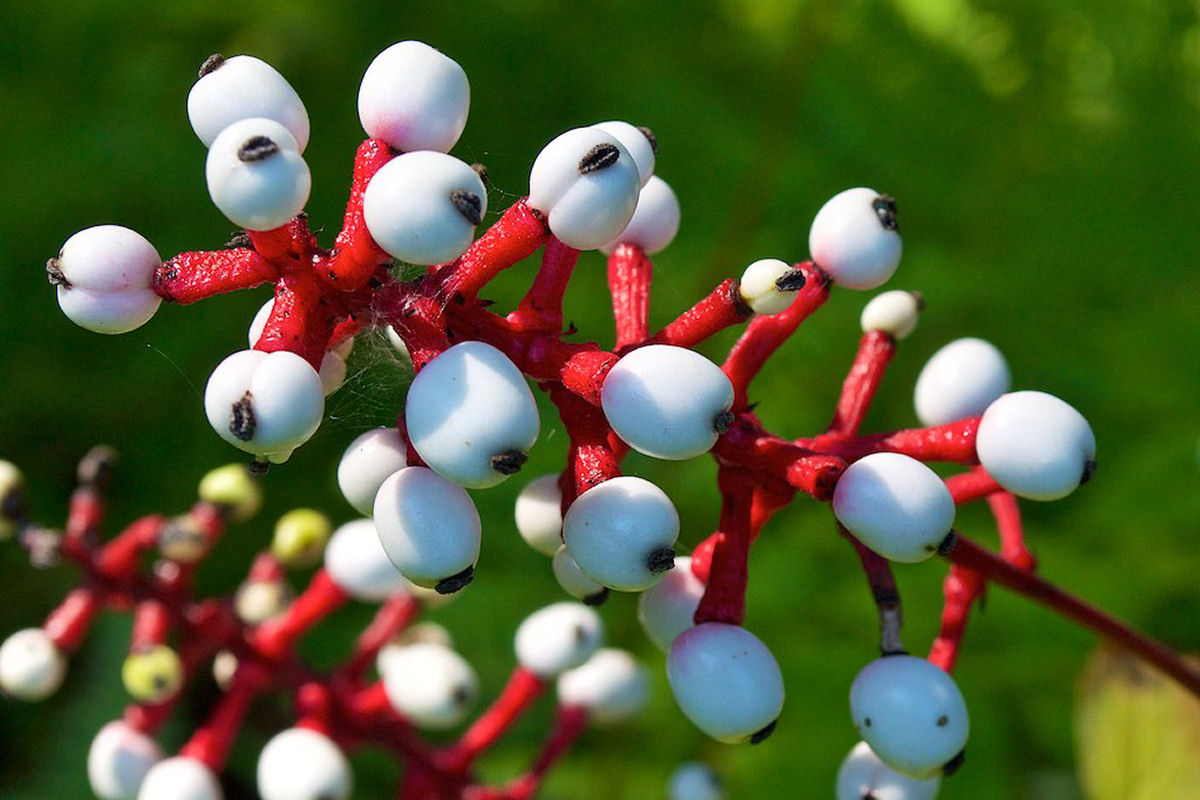 Olhos-de-Boneca: quando a floresta observa você