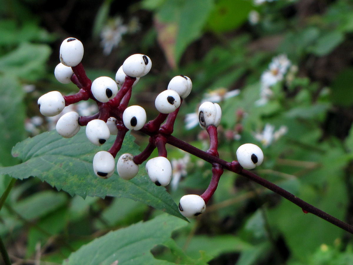 Olhos-de-Boneca: quando a floresta observa você