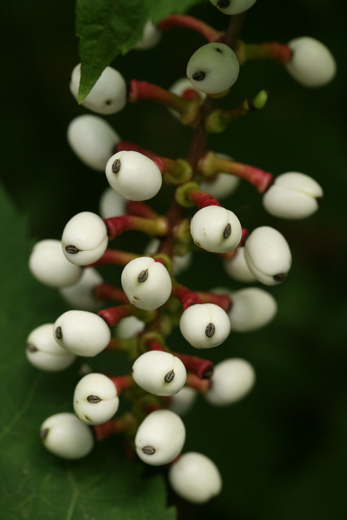 Olhos-de-Boneca: quando a floresta observa você