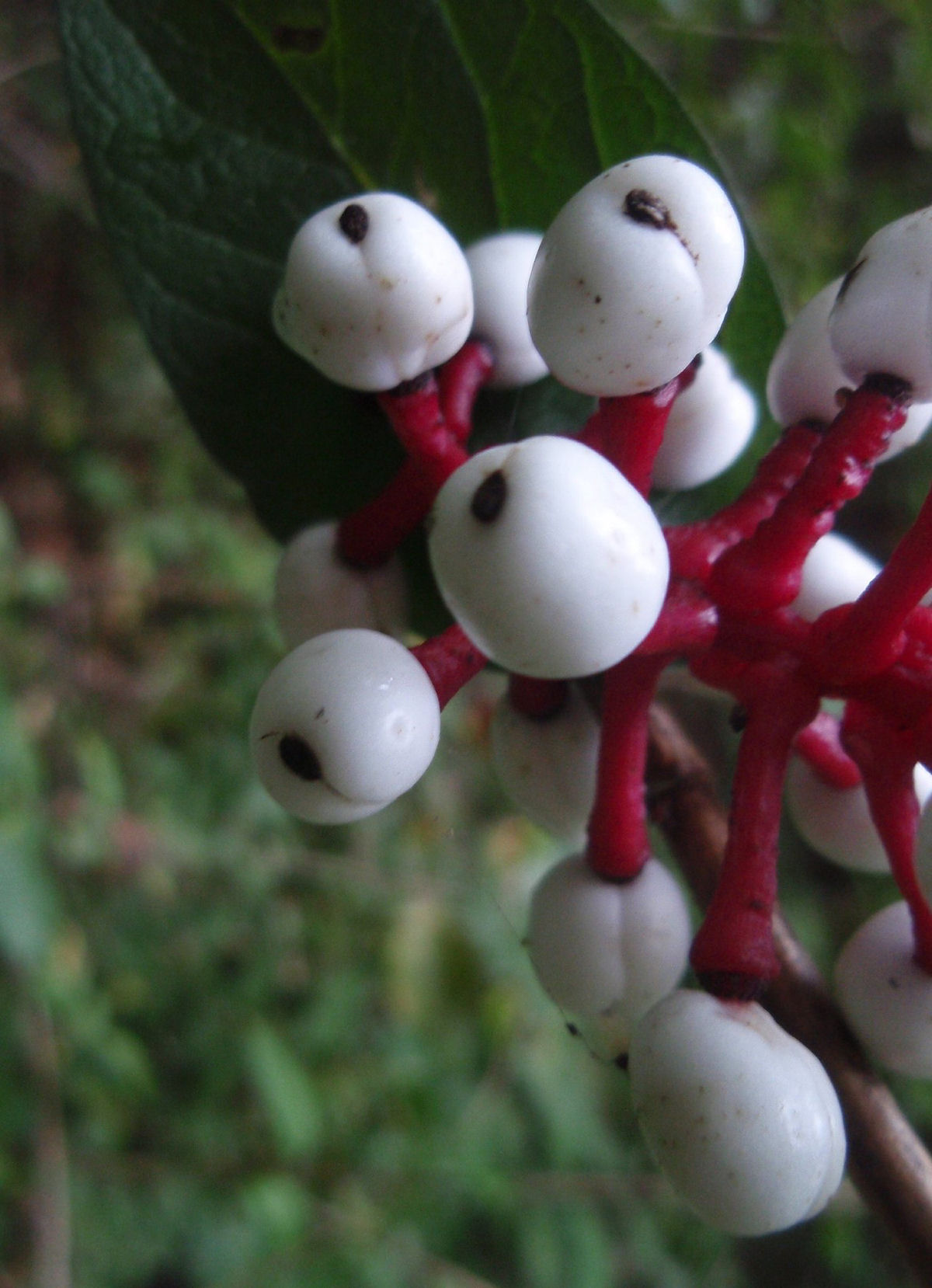Olhos-de-Boneca: quando a floresta observa você
