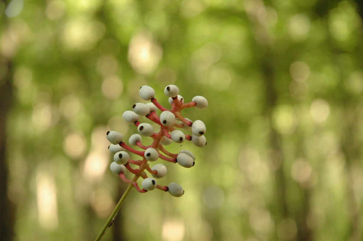 Olhos-de-Boneca: quando a floresta observa você