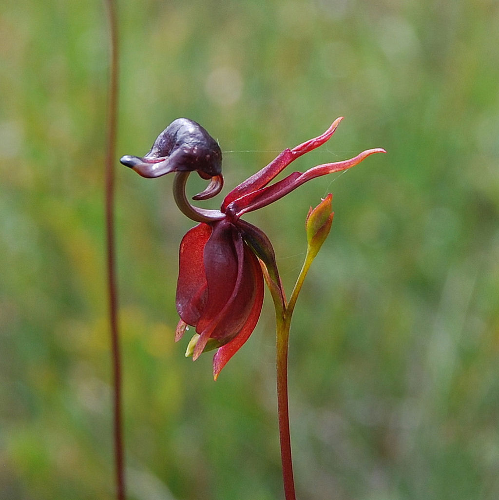 A formosa e extremamente rara orquídea pato voador 06
