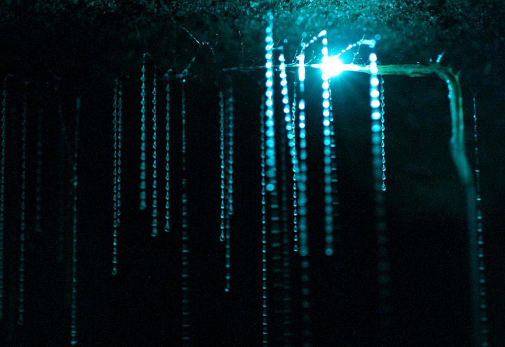 Maravilhas da natureza - A Caverna dos Pirilampos de Waitomo 04