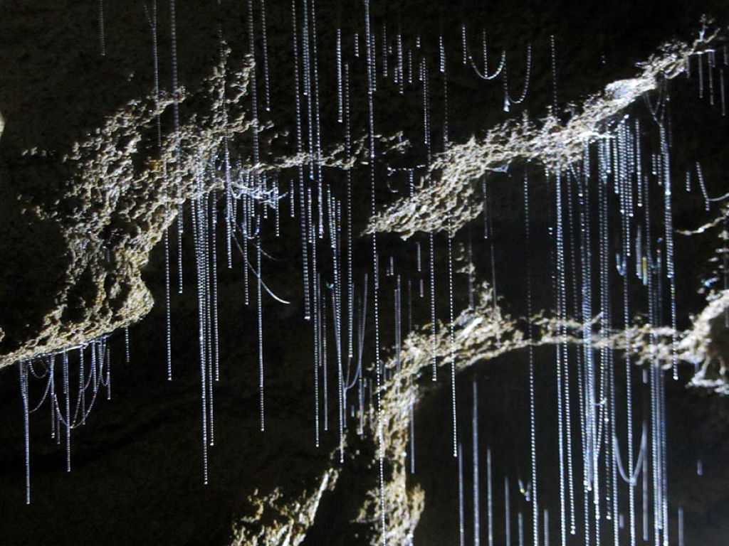 Maravilhas da natureza - A Caverna dos Pirilampos de Waitomo 10