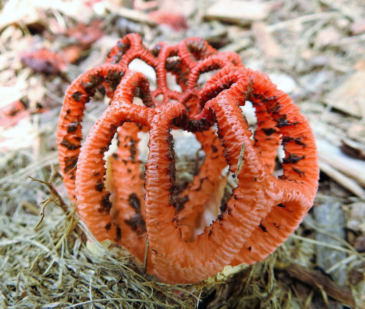 O cogumelo gaiola-de-bruxa finge sua morte para enganar moscas