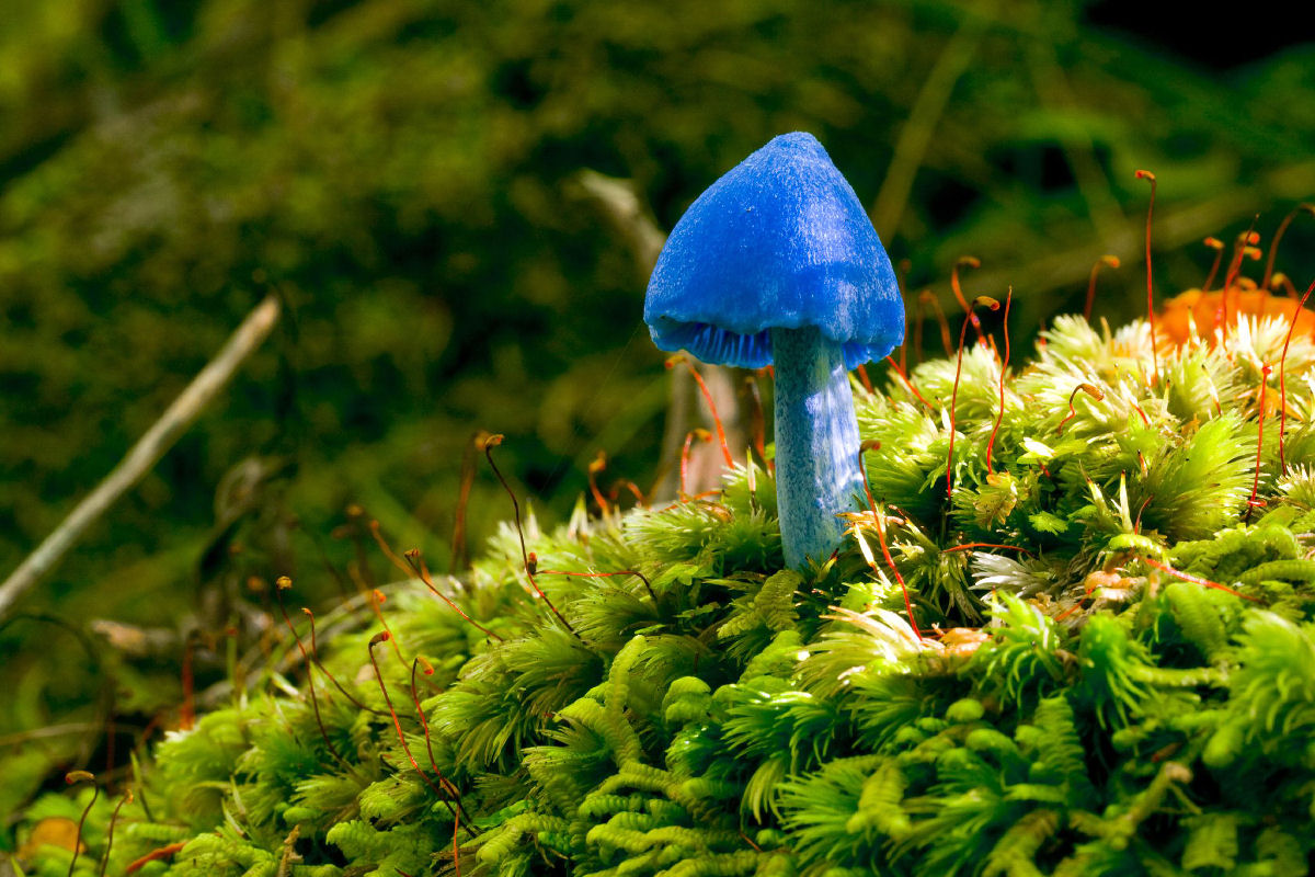 Este lindo cogumelo-azul-celeste permite inferir o conceito de complexos de espécies