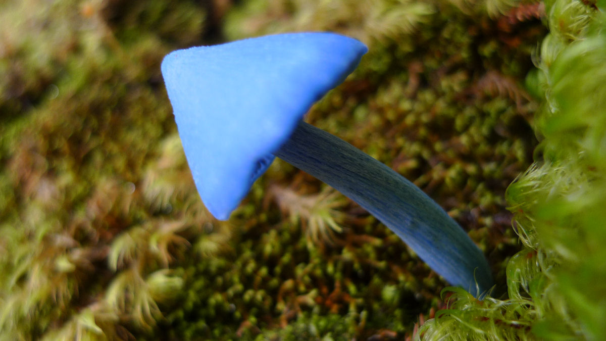 Este lindo cogumelo-azul-celeste permite inferir o conceito de complexos de espécies
