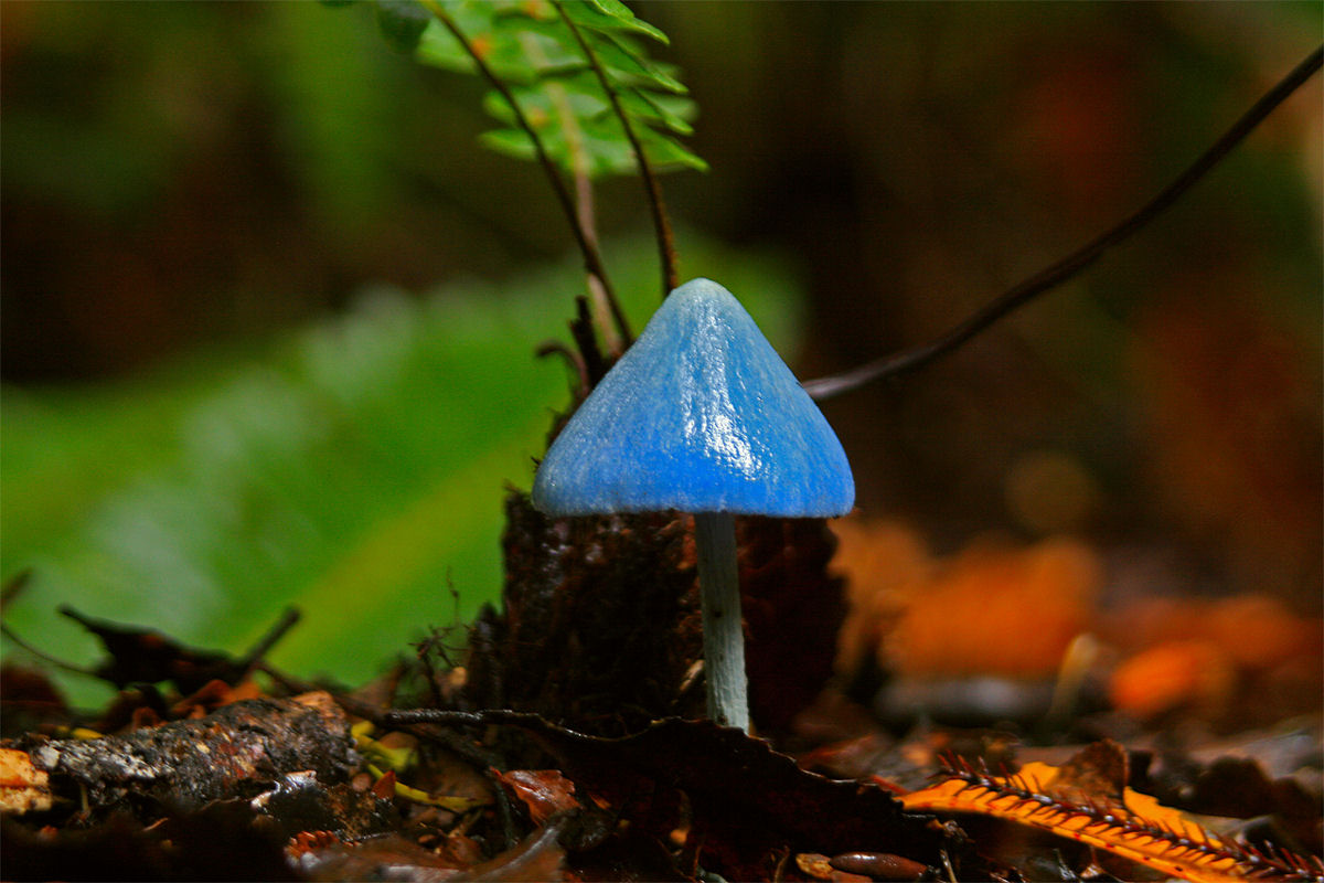 Este lindo cogumelo-azul-celeste permite inferir o conceito de complexos de espécies