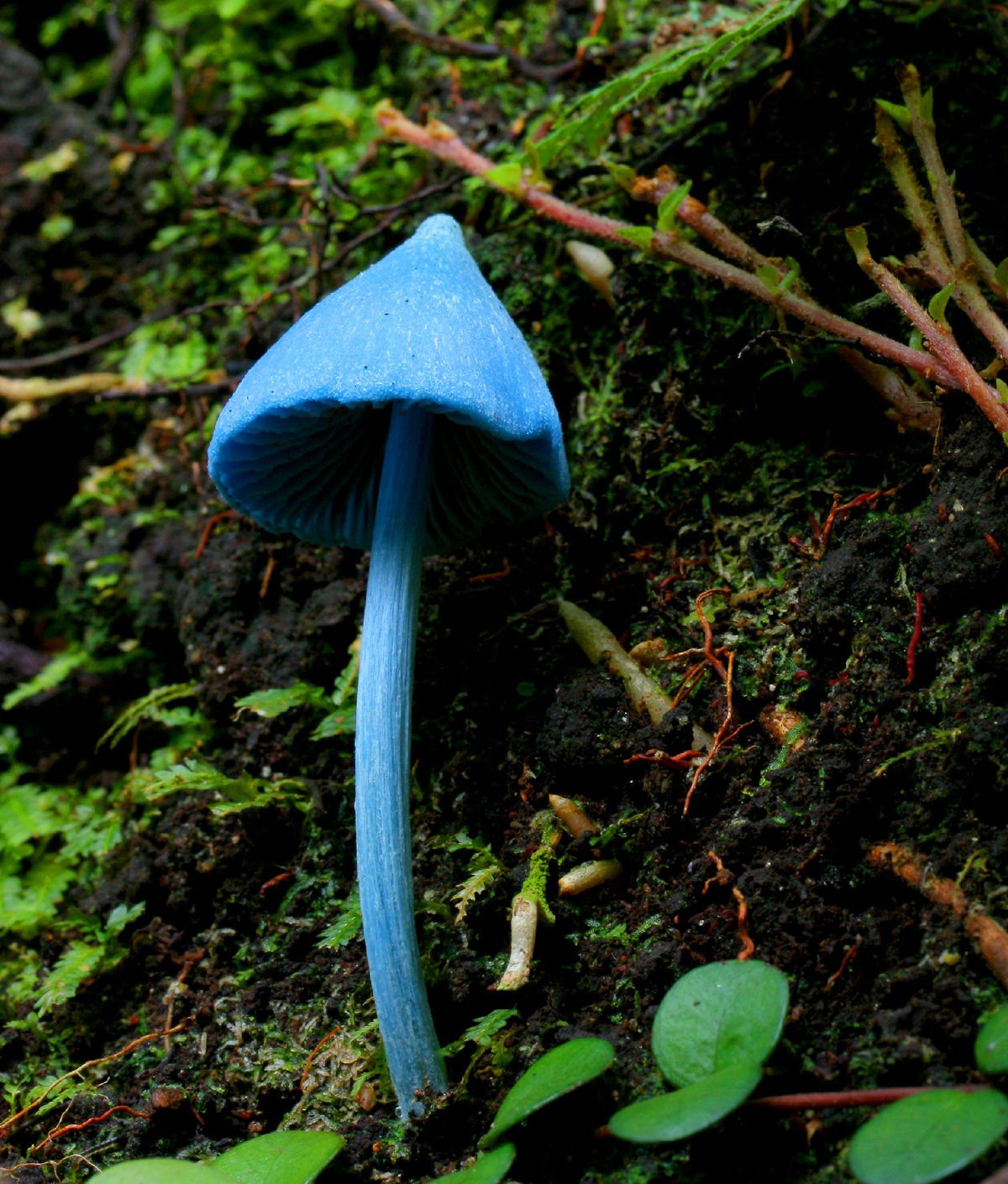 Este lindo cogumelo-azul-celeste permite inferir o conceito de complexos de espécies