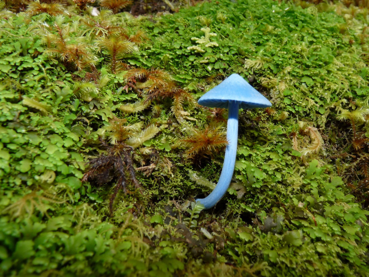 Este lindo cogumelo-azul-celeste permite inferir o conceito de complexos de espécies