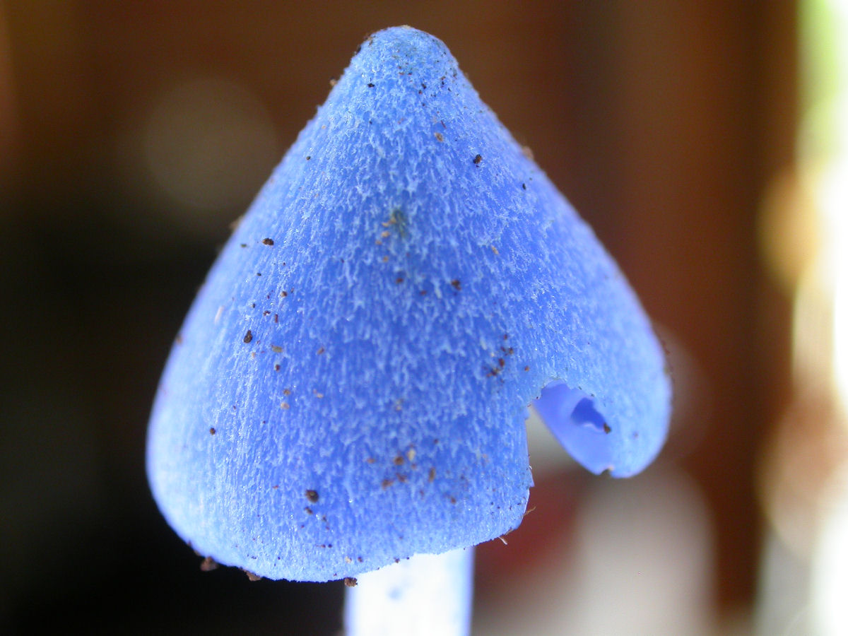 Este lindo cogumelo-azul-celeste permite inferir o conceito de complexos de espécies