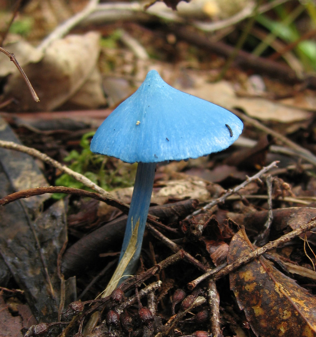 Este lindo cogumelo-azul-celeste permite inferir o conceito de complexos de espécies