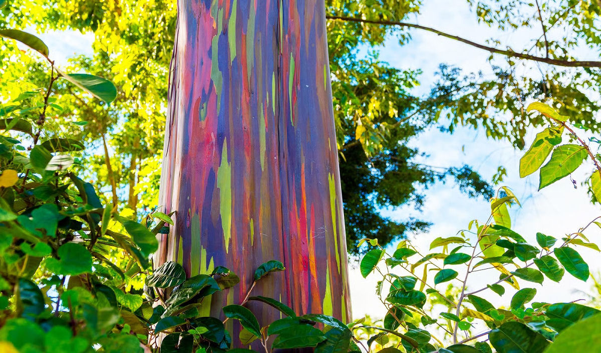 O eucalipto arco-�ris � a �rvore mais colorida do mundo