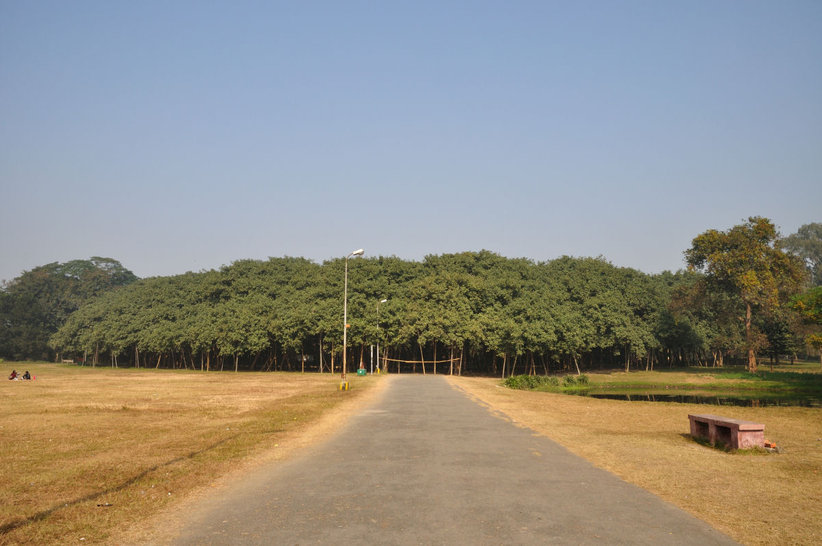 Árvore gigante indiana parece ser sua própria floresta