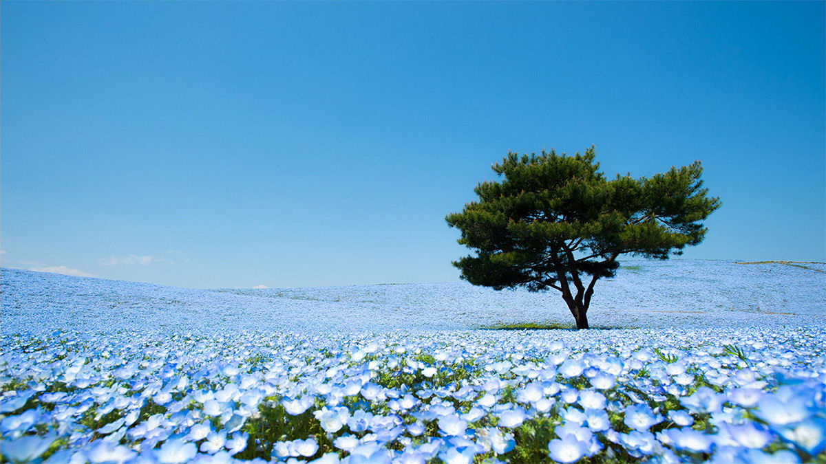 Na primavera, este parque japons se transforma em um mar de flores azuis 01