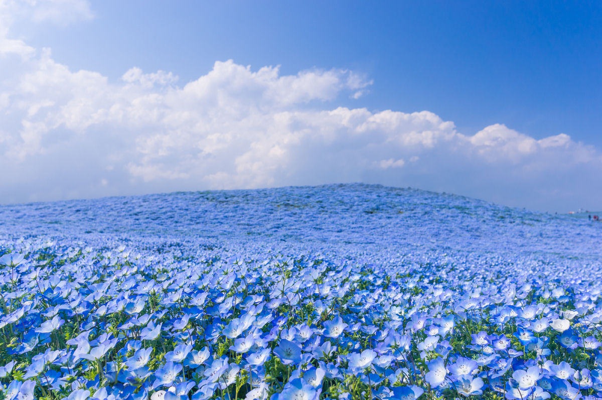 Na primavera, este parque japons se transforma em um mar de flores azuis 02