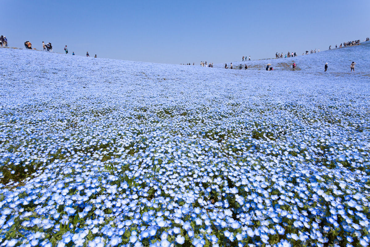 Na primavera, este parque japons se transforma em um mar de flores azuis 03