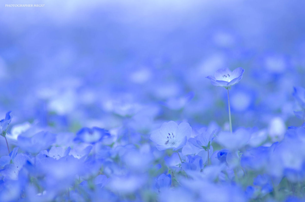 Na primavera, este parque japons se transforma em um mar de flores azuis 04