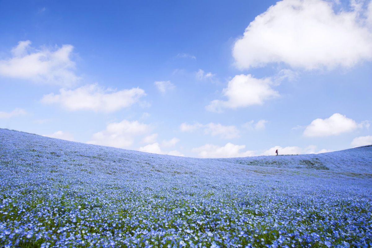 Na primavera, este parque japons se transforma em um mar de flores azuis 05