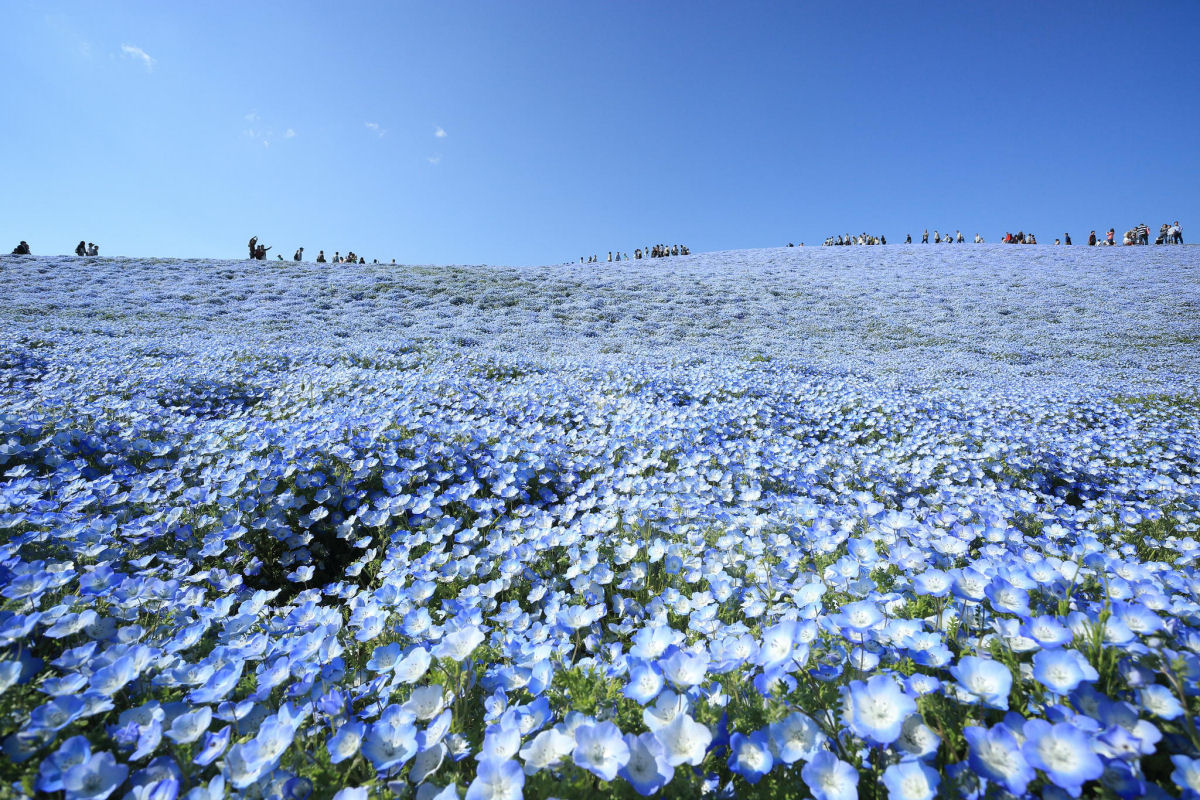 Na primavera, este parque japons se transforma em um mar de flores azuis 06