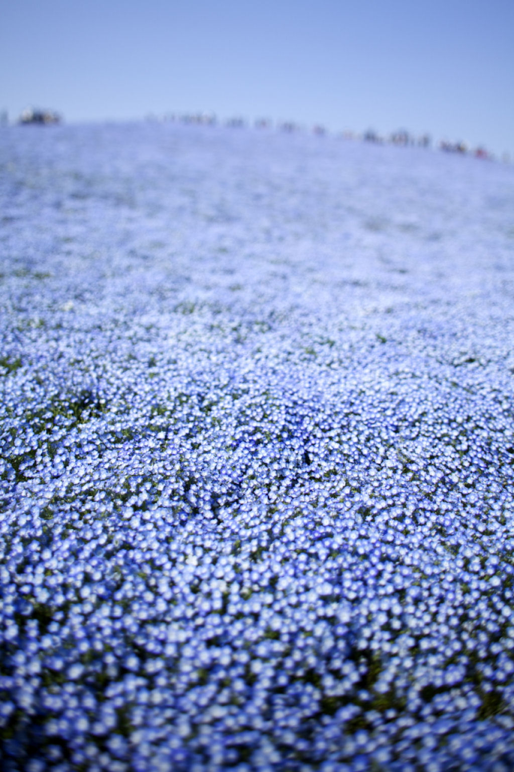 Na primavera, este parque japons se transforma em um mar de flores azuis 07