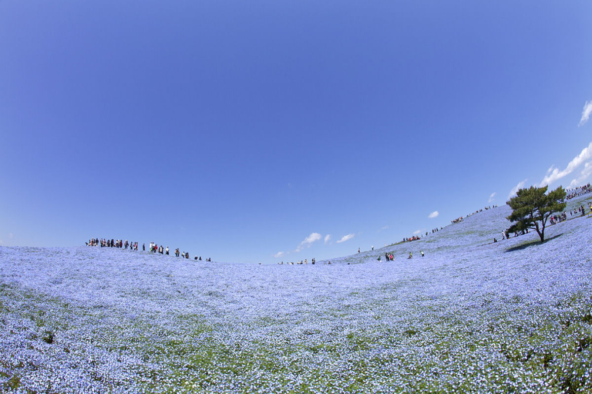 Na primavera, este parque japons se transforma em um mar de flores azuis 08
