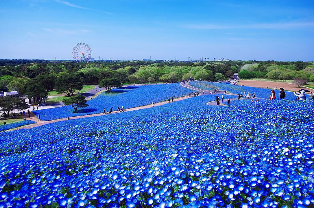 Na primavera, este parque japons se transforma em um mar de flores azuis 09
